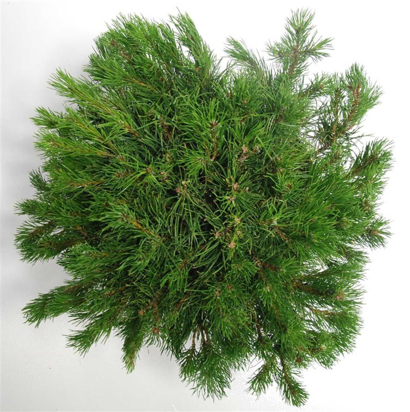 Bergtall – Pinus mugo mugo - C12 50-60 cm.